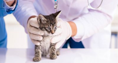 Researchers seek cats with FIP for new study